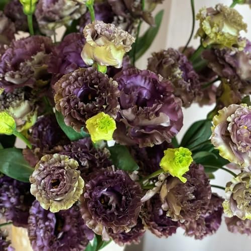 semillas de lisianthus - perennes parterres elevados jardín silvestres rocas 450pcs