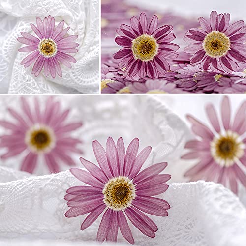 Flores secas naturales margaritas 12 piezas para manualidades miniatura 7