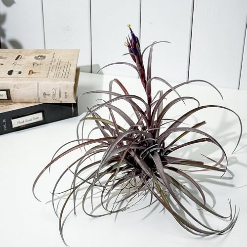 チランジア クランプ」の人気商品一覧 | 安い商品を通販サイトから探す