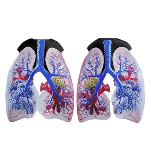 Costume pulmonaire pour expliquer l'anatomie simplement aux enfants
