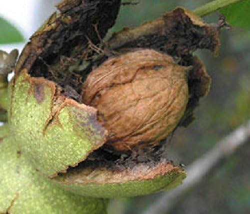 Everyday Yolo English Carpathian Walnut edible nut tree seedling LIVE PLANT