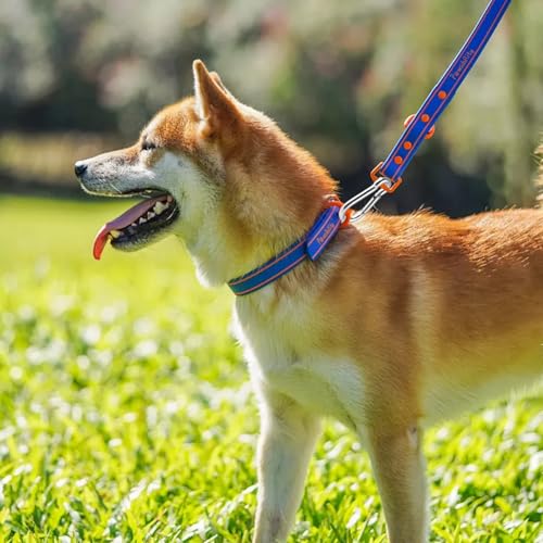 LOPYXBR 8 Stück Karabiner Edelstahl, M10 Karabinerhaken Groß, 10 x 100mm Belastbar Karabinerhaken, Karabiner Set für Schaukel, Camping oder Slacklines