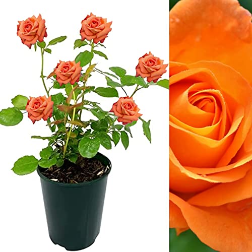 Rose Bush Whisky Mac - Floribunda Orange Rose Bush for The Garden in a 3 Litre Pot (1 Plant)