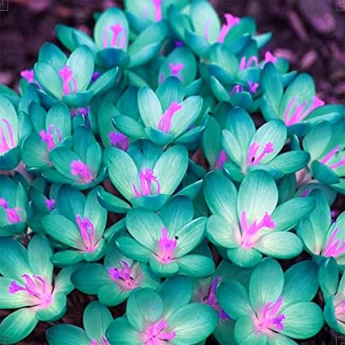 Crocus Bulbs Strong Plants that Grow Well Mix Golden Jade Carving Feels Perfect UK Now Simple Planting Perennial for Planting Now UK