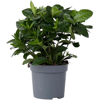 Plant in a Box - Gardenia - Gardenia jasminoides - Height 20-30 cm - Pot 13 cm - Fragrant Indoor Plant & Scented Plant with Cream White Flowers - Flowering Easy-Care Plant for Home and Garden