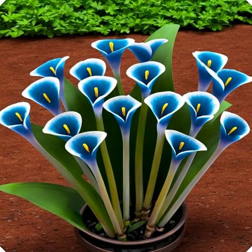 Los elegantes bulbos de cala adornan espacios interiores y exteriores durante todo el año.-2bulbos-D