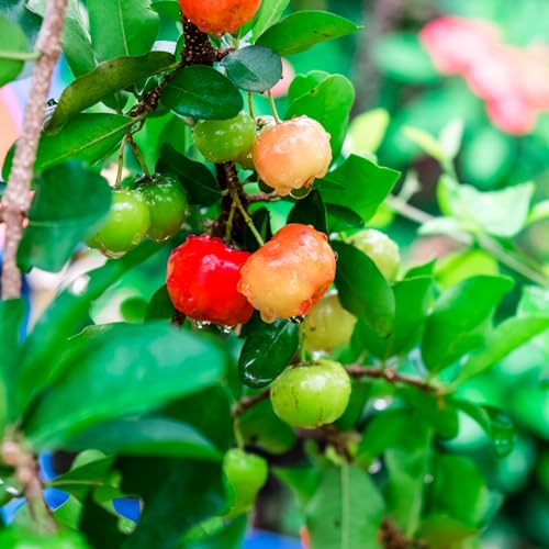 Barbados Cherry Tree Live Plant for Planting, 12-18 Inch Tall, Grown in 6 Inch Pot, Acerola Barbados Cherry Plant Live Ready to Grow Outdoor, Ship No Pot