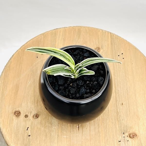 Amazon｜古典園芸植物：万年青 洋風モダン鉢*オモト おもと 観葉植物