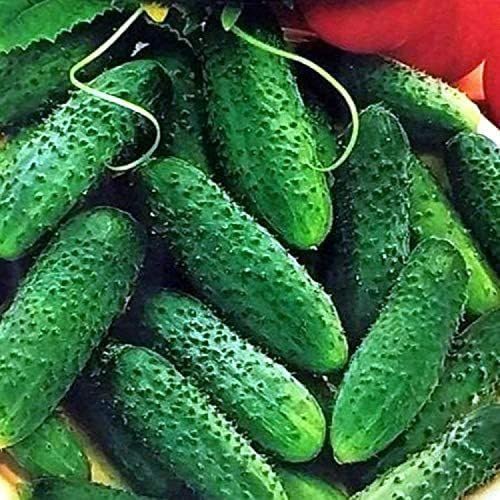 Willvine Cucumber Parisian Gherkin Pickling Heirloom Non GMO-XLR-2L-image-18