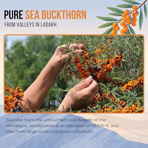 Image of Ayuniv Himalayan Sea Buckthorn Juice 500ml | Omega 3 6 7 9 | Vitamin C Rich | Natural Antioxidant Drink | Supports Immunity, Gut Health, Skin & Hair | No Added Sugar (1, 500ml)