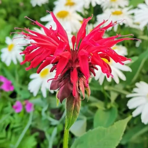 NYGardenia 1000 Bee Balm Flower Seeds – Bright Red Perennial Blooms for Pollinator-Friendly Gardens