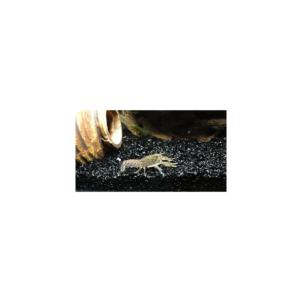 Buy 1 LB Aquarium Decoration Aquarium Black Bottom Sand
