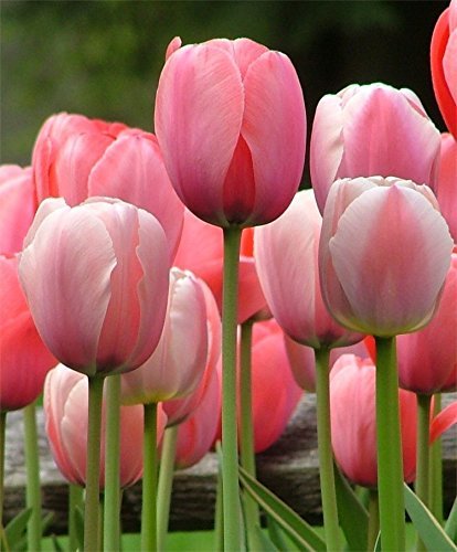Tulip Bulbs - 20 Pink Impression Darwin Tulip - Bulb Size 11/12 cm - Fall Planting & Spring Blooms