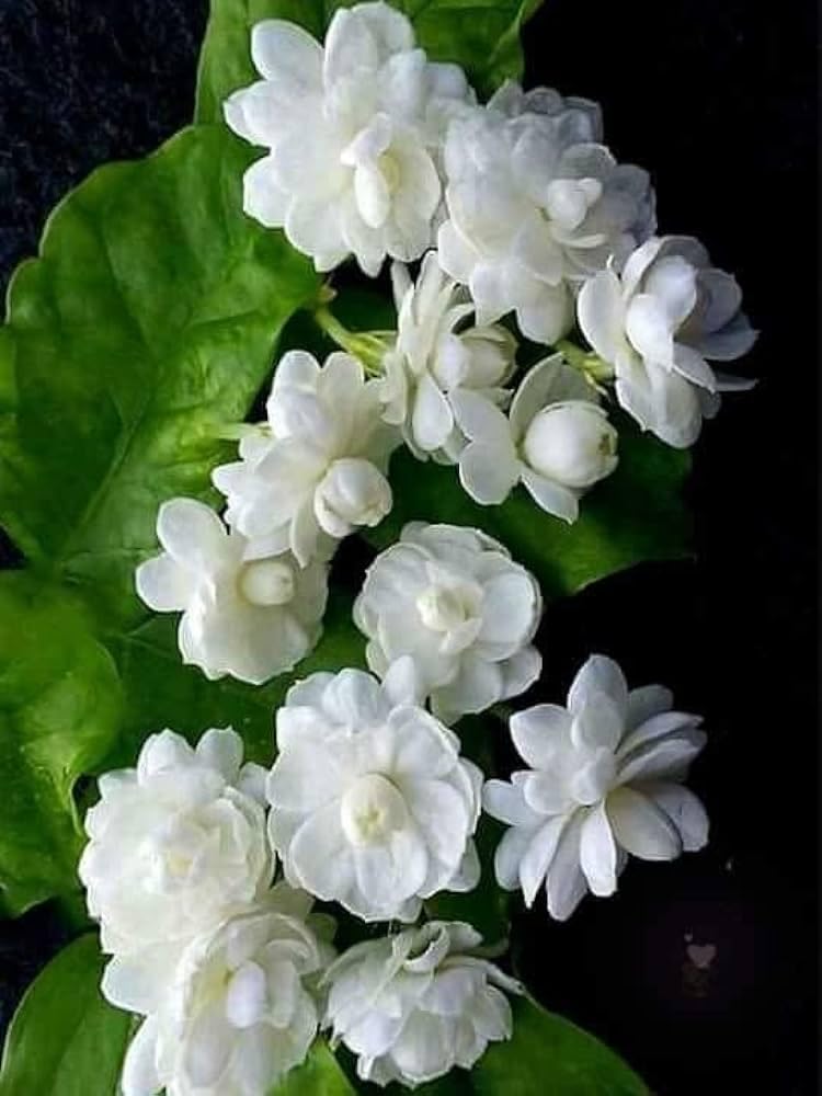 Jasmine Plant with Pot, White Flowers, Indian Variety Bel Ful (B0CZ7J6CR9) Amazon Price History, Amazon Price Tracker