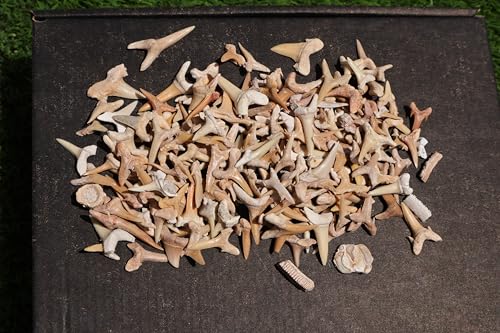 Image of Great Collection of Shark Teeth Fossil Shark Teeth Fossils for Kids Fossils from Morocco A257