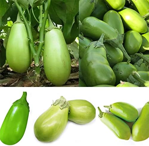 Green Eggplant 200+ Applegreen Eggplant Seeds Very Tasty Asian Thai Indian Bangladeshi Begun Oz Grown