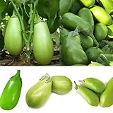 Green Eggplant 200+ Applegreen Eggplant Seeds Very Tasty Asian Thai Indian Bangladeshi Begun Oz Grow