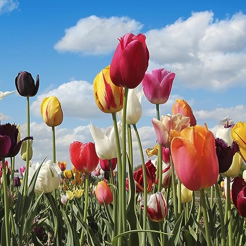 6 piezas bulbos de tulipanes organicos - maceta bonsai de interior bonsai flor bulbo bulbo de tulipán, bulbos de tulipán resistentes perennes, Plantas de interior purificadoras