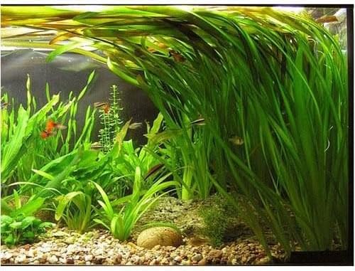 Blueheavens Aquatic plan - Background plant - Vallisneria | Pack of 10 plants