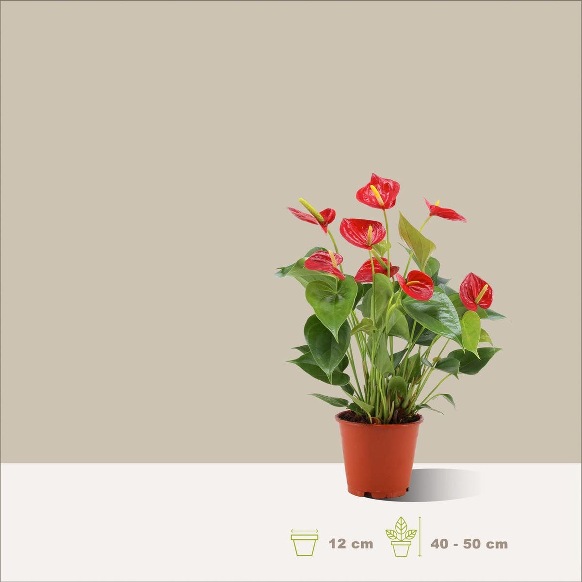 Juego de 3 Plantas de Interior Naturales con Flor | Anthuriun Rojo - Orquídea Phalaenopsis - Spathiphyllum | Plantas Purificadoras del Aire