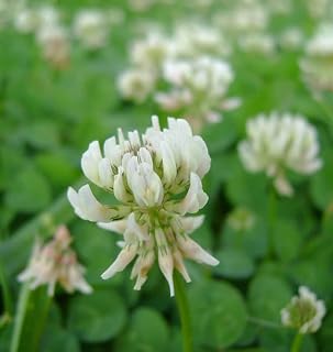 2000 Pcs Organic White Clover Seeds-Trifolium Repens -/Great Groundcover for Erosion Control, Soil (MRO2) Enhancement, Crowding Out Weeds. (FL234)
