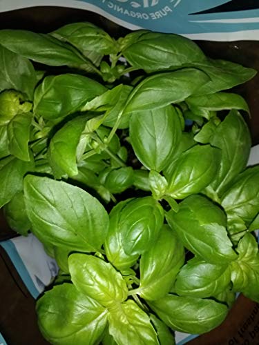 Floral, Plant Basil 6 Inch Organic - Thumbnail 3