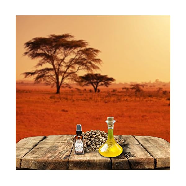 Shea Terra Kalahari Mongongo Cold-pressed Extra Virgin Oil |All Natural & Organic Oil Rich in Protein, Vitamin E & Fatty Acids to Protect & Nourish Hair, Skin & Nails Against Damage– 2 oz