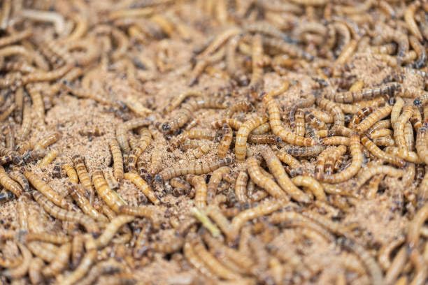The Mealworm Company LIVEFOODS DIRECT S500g LIVE Morios 500g SuperGiant Mealworms 40-50mm ZOPHOBAS MORIOS. NEXT DAY DELIVERY ORDER BEFORE 12 NOON.