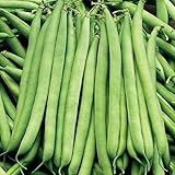 Haricót Verts Petite Filet- Green-béan SÉÉds(25)