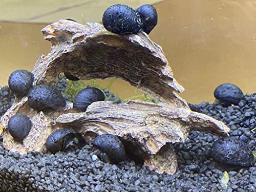 Anthrazit-Napfschnecke (Stahlhelmschnecke) – 5+1 Gratis – Das Algenputzwunder Fürs Aquarium – Vermehrt Sich Nicht Im Süßwasser