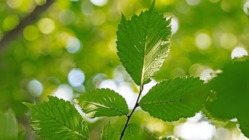 Dublin&rsquo;s Rare Surviving Elms Offer New Hope Against Dutch Elm Disease