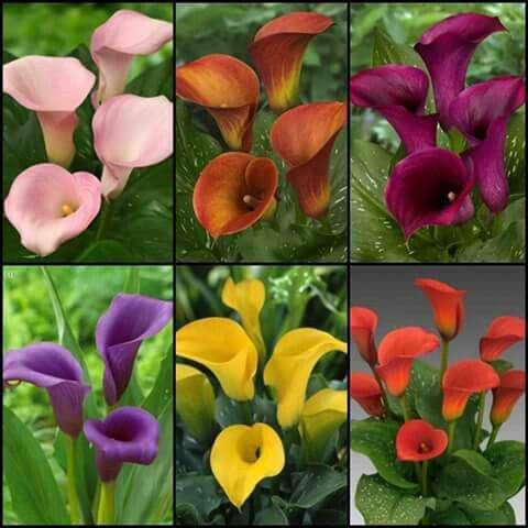 Imported Rare Variety Mix Calla Lily Zantedeschia Big Size Flower Bulbs Easy Growing For Summer Season Gardening In Home And Garden Pack Of 1 Flower Bulbs