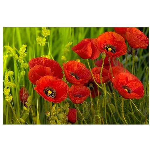 15000 Samen Klatschmohn Papaver rhoeas Blumenwiese Bienen Wiese Mohn Blume