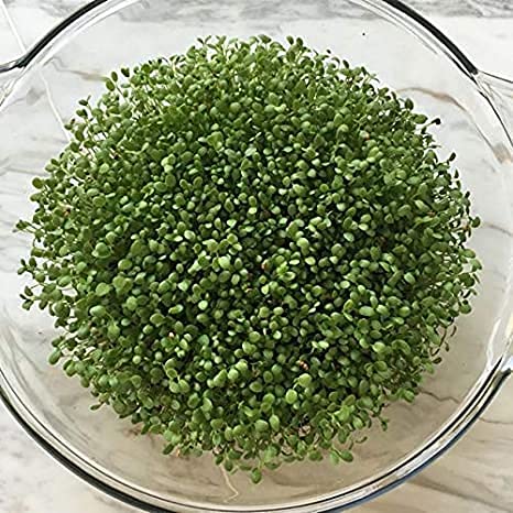 Image of SK ORGANIC Clover Seeds for Microgreens Sprouting and Cultivation (250 GM)