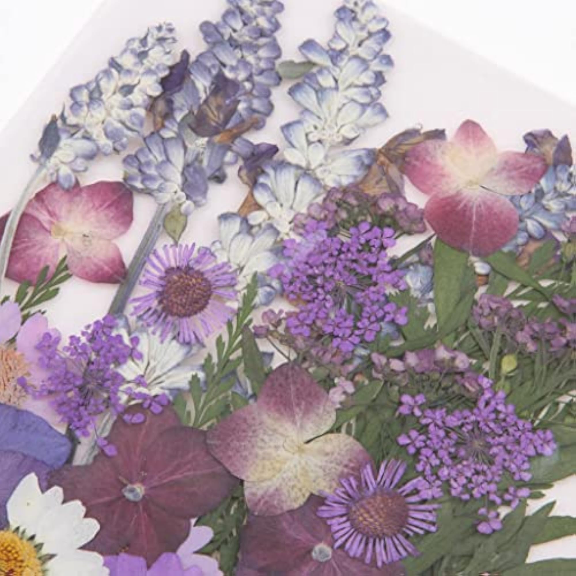 Multiple Mix Natural Pressed Dried Flowers for DIY Arts Crafts