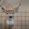 Tenax 1A120386 Deer Fence Premium, 7.5' x 100', Black