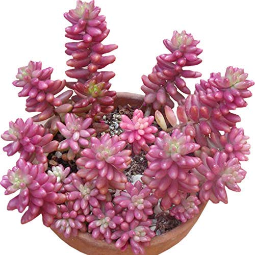 NooElec Seeds India Rare DWARF Succulents Ornamental Seeds - Bunny Tail Pink - 50+ SEEDS, GROW INDOOR or OUTDOOR - Image 2 thumbnail