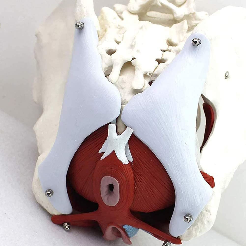 Model Anatomiczny - Model Żeńskiej Miednicy Naturalny, Model Biodra - Model Żeński Miednica Z Kością Kości Biodrowej
