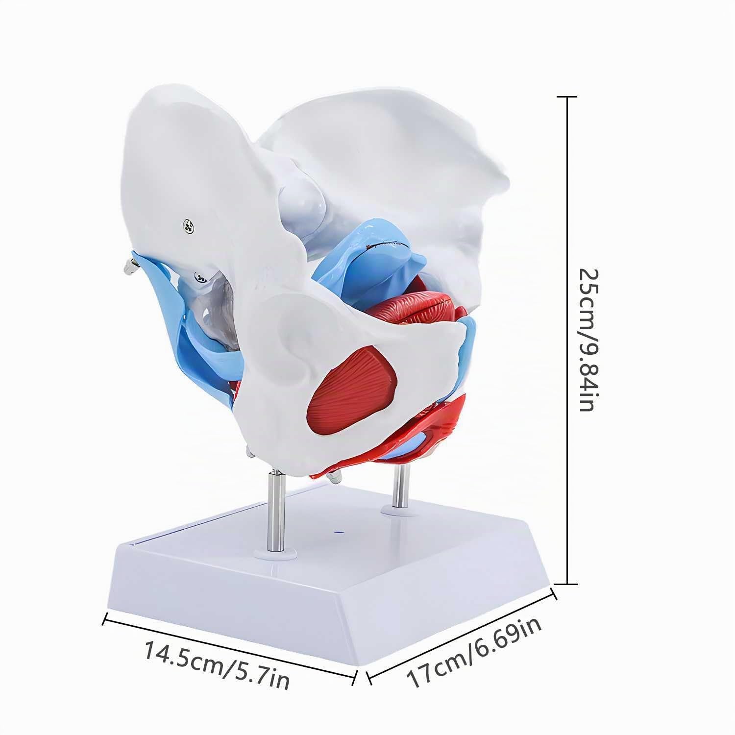 Weibliches beckenmodell, Anatomie Modell mit Abnehmbaren Organen & Halterung, Weibliches Pelvis Medical Educational Modell für Lehr-Lern-Display