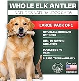 Mountain Valley Elk Antlers for Dogs - 100% Natural & Organic Chew for Aggressive Chewers, No Odor, No Mess, Long Lasting - Wild-Foraged Naturally Shed Antlers in USA - Grade A, Whole Large (1 Pack)