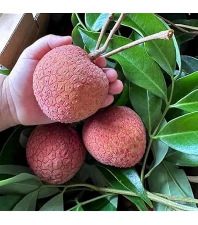 Image of G- All-Time 12 Months Hybrid (GRAFTED) Live Fruit Plant Original & Authentic Organic Tree for Outdoor Fast-Growing Fruit Plant Home Gardens Sweet Healthy Plant Pack Of-1 (Litchi Fruit Plant, Medium)