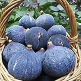 Semi di fico resistenti all'inverno, nani sono il fico, Ficus carica, perenni resistenti 60pcs