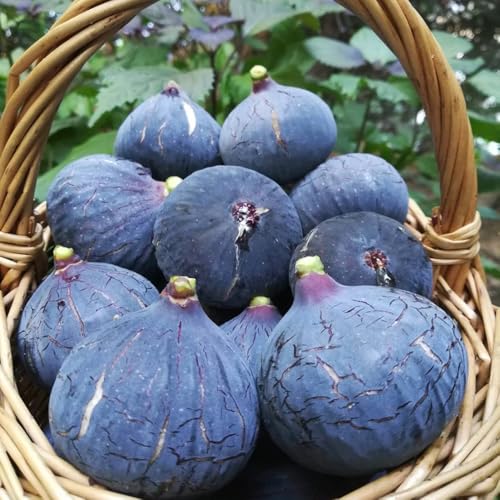 higuera semillas de higuera - higo - fresca, interior comprar higuera, para lugares soleados, decoración de jardín para 125pcs