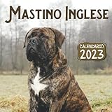  Mastino Inglese Calendario 2023: Un calendario mensile di 18 mesi luglio 2022 a dicembre 2023 8.5 x 8.5 pollici. Un grande regalo per natale, un compleanno o qualsiasi altra occasione speciale