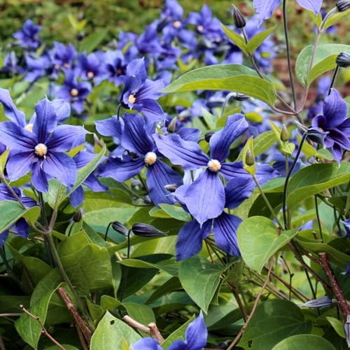 AMK Jardinagem e Paisagismo, Muda de Pau D' Alho 20 a 40cm AMK - Plantas Online