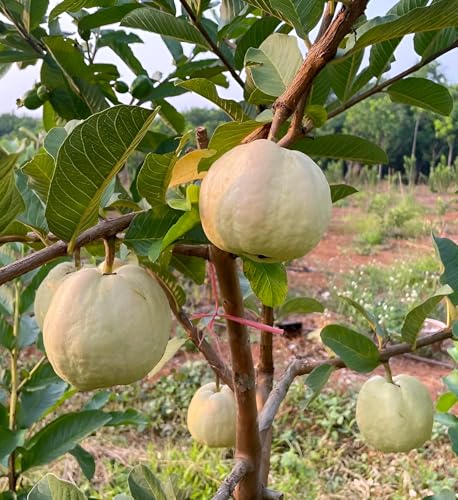 Image of Hidden Enterprise Seedless Guava Live Fruit Plant Soft Pulp Low Seed Variety | Height 1.5-2 Feet | Without Pot | Ideal for Home Garden Balcony Terrace Outdoor Growing with Healthy Roots