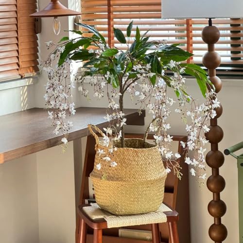 Semillas de plantas de jazmín, semillas de jazmín resistentes, plantas resistentes en macetas, semillas de árboles plantas perennes resistentes Cultivo de semillas, decoración de 200pcs