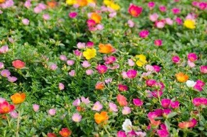 See full amazon price history chart for Seedtrees Portulaca Oleracea, Purslane Mixed Colours Live plant Cuttings Without Roots of 15 Cuttings (5 to 7 colours) Seedtrees Portulaca Oleracea, Purslane Mixed Colours Live plant Cuttings Without Roots of 15 Cuttings (5 to 7 colours) (B0D1N32GWR) Amazon Price History, Amazon Price Tracker