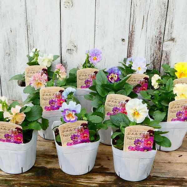 Amazon.co.jp: パンジー 苗 1ポット フリル咲き シエルブリエ 花色お