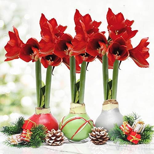 Colección de flores de amarilis enceradas navideñas, no necesita agua (paquete de 3)